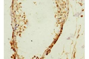 Immunohistochemistry of paraffin-embedded human testis tissue using ABIN7167094 at dilution of 1:100
