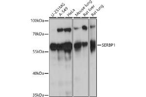 Western blot analysis of extracts of various cell lines, using SERBP1 antibody (ABIN7270252) at 1:1000 dilution. (SERBP1 antibody  (AA 1-114))