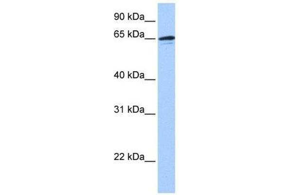 ZNF417 antibody  (N-Term)