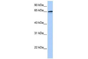 ZNF417 antibody used at 0. (ZNF417 antibody  (N-Term))