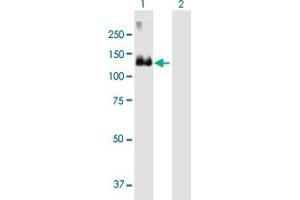 Western Blot analysis of MCF2 expression in transfected 293T cell line by MCF2 MaxPab polyclonal antibody.