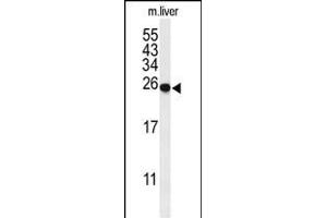 Western blot analysis of SPR Antibody (C-term) (ABIN653908 and ABIN2843145) in mouse liver tissue lysates (35 μg/lane). (SPR antibody  (C-Term))