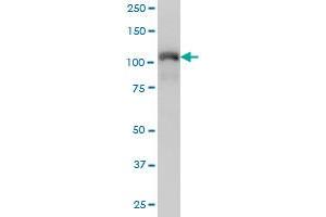 TRIM28 monoclonal antibody (M01), clone 4E6 Western Blot analysis of TRIM28 expression in Hela S3 NE . (KAP1 antibody  (AA 379-524))