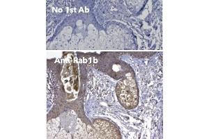 Immunohistochemistry (IHC) image for anti-RAB1B, Member RAS Oncogene Family (RAB1B) (C-Term) antibody (ABIN6254186)