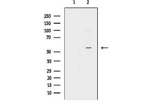 Western blot analysis of lysates from RAW264.