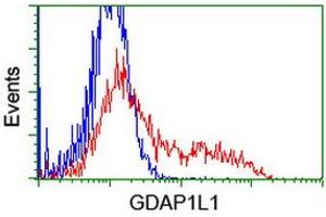 Flow Cytometry (FACS) image for anti-Ganglioside-Induced Differentiation-Associated Protein 1-Like 1 (GDAP1L1) antibody (ABIN1498420) (GDAP1L1 antibody)
