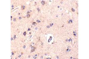 Immunohistochemical staining of human brain tissue using AP30248PU-N CTRP2 antibody at 10 μg/ml. (C1QTNF2 antibody  (Intermediate Domain))