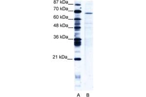Western Blotting (WB) image for anti-PC4 and SFRS1 Interacting Protein 1 (PSIP1) antibody (ABIN2461014) (PSIP1 antibody)