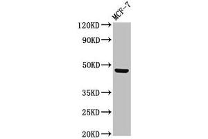 Western Blot Positive WB detected in: MCF-7 whole cell lysate All lanes: CERS5 antibody at 3 μg/mL Secondary Goat polyclonal to rabbit IgG at 1/50000 dilution Predicted band size: 46, 40 kDa Observed band size: 46 kDa
