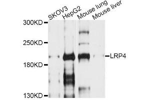 Western blot analysis of extracts of various cell lines, using LRP4 antibody (ABIN6003867) at 1/1000 dilution. (LRP4 antibody)