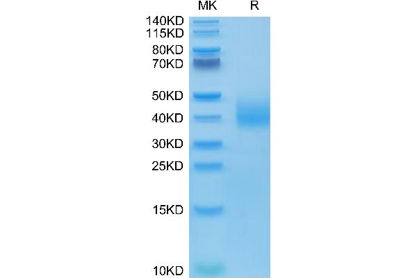 SLAMF6 Protein (AA 22-226) (His-Avi Tag)