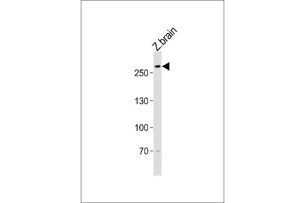 TRIO antibody  (AA 2310-2344)