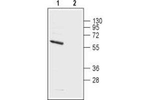 Western blot analysis of rat brain membranes: - 1. (KCNA5 antibody  (1st Extracellular Loop))