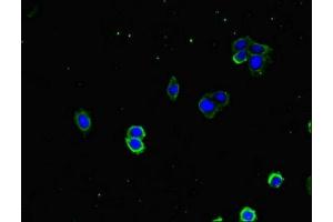 Immunofluorescence staining of HepG2 cells with ABIN7150492 at 1:333, counter-stained with DAPI. (DNAJA1 antibody  (AA 8-106))