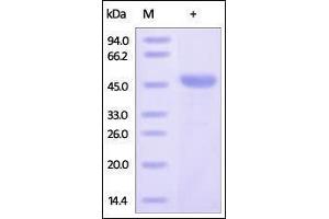 Human Bcl-x, GST Tag on SDS-PAGE under reducing (R) condition. (BCL2L1 Protein (AA 2-212) (GST tag))