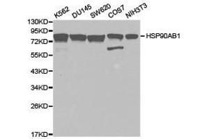 Western Blotting (WB) image for anti-Heat Shock Protein 90kDa alpha (Cytosolic), Class B Member 1 (HSP90AB1) antibody (ABIN1873090) (HSP90AB1 antibody)