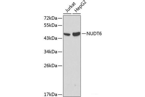NUDT6 antibody