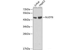 Western blot analysis of extracts of various cell lines using NUDT6 Polyclonal Antibody at dilution of 1:1000. (NUDT6 antibody)
