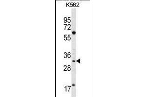 FCN3 Antibody (C-term) (ABIN656492 and ABIN2845769) western blot analysis in K562 cell line lysates (35 μg/lane). (FCN3 antibody  (C-Term))