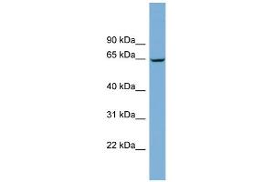 WB Suggested Anti-RACGAP1 Antibody Titration:  0. (RACGAP1 antibody  (N-Term))