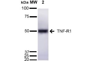 Western blot analysis of Mouse Liver cell lysates showing detection of ~55 kDa TNF-R1 protein using Rabbit Anti-TNF-R1 Polyclonal Antibody . (TNFRSF1A antibody  (AA 20-43) (Atto 488))