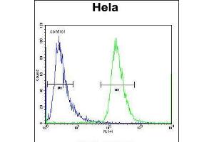 Flow cytometric analysis of Hela cells (right histogram) compared to a negative control cell (left histogram). (CHI3L2 antibody  (N-Term))