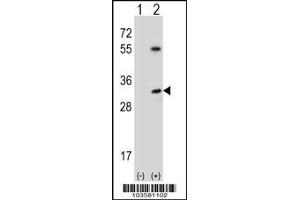 Western blot analysis of STK16 using rabbit polyclonal STK16 Antibody (S32) using 293 cell lysates (2 ug/lane) either nontransfected (Lane 1) or transiently transfected (Lane 2) with the STK16 gene. (STK16 antibody  (N-Term))