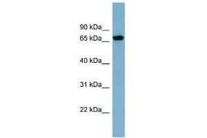 WB Suggested Anti-SNAG1 Antibody Titration: 0.