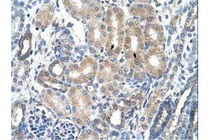 Image no. 1 for anti-Advanced Glycosylation End Product-Specific Receptor (AGER) (C-Term) antibody (ABIN203377) (RAGE antibody  (C-Term))