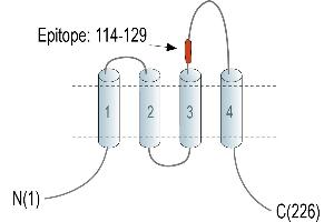 Representative domain view of the target of ABIN7581849. (CD9 antibody  (Extracellular, Loop 2) (APC))