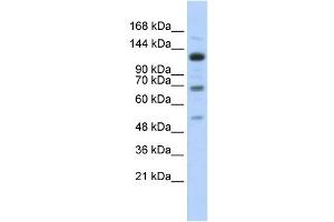 WB Suggested Anti-RFX1 Antibody Titration:  0.