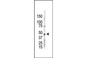 Image no. 1 for anti-Protein Arginine Methyltransferase 2 (PRMT2) (N-Term) antibody (ABIN356522) (PRMT2 antibody  (N-Term))