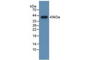 Western blot analysis of recombinant Mouse CCK. (Cholecystokinin antibody  (AA 1-115))