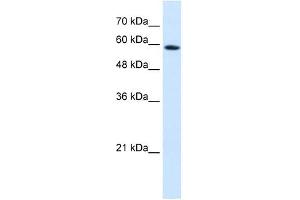 PSG9 antibody used at 0. (PSG9 antibody  (N-Term))