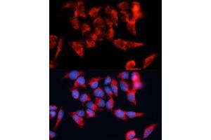 Immunofluorescence (IF) image for anti-Bone Marrow Stromal Cell Antigen 2 (BST2) (AA 49-161) antibody (ABIN6137673)