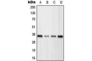 Western blot analysis of BRN3C expression in HeLa (A), Jurkat (B), Raw264. (POU4F3 antibody  (C-Term))