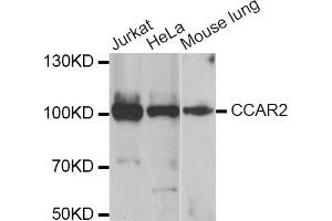 Western blot analysis of extracts of various cell lines, using CCAR2 antibody (ABIN5974285) at 1/1000 dilution. (CCAR2 antibody)