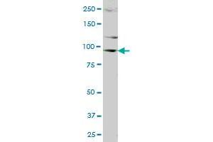 DDX20 MaxPab polyclonal antibody. (DDX20 antibody  (AA 1-824))