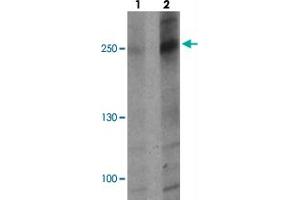 Western blot analysis of ATG2B in K-562 cell lysate with ATG2B polyclonal antibody  at (1) 1 and (2) 2 ug/mL. (ATG2B antibody  (N-Term))