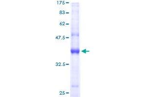 AP2S1 Protein (AA 1-142) (GST tag)