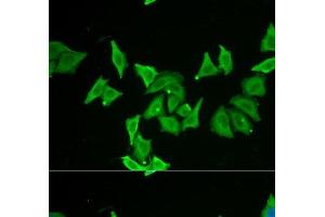 Immunofluorescence analysis of U2OS cells using MLN Polyclonal Antibody (Motilin antibody)