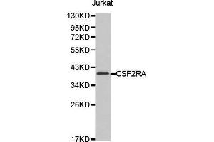 Western blot analysis of extracts of Jurkat cell line, using CSF2RA antibody. (CSF2RA antibody  (AA 23-150))