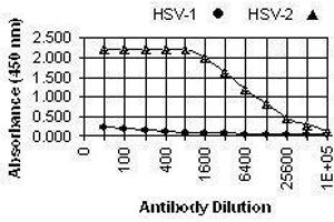 ELISA image for anti-Herpes Simplex Virus Type 2 ICP8 (HSV2 ICP8) antibody (ABIN265566) (HSV2 ICP8 antibody)