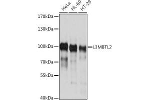 Western blot analysis of extracts of various cell lines, using L3MBTL2 antibody (ABIN6130517, ABIN6143059, ABIN6143060 and ABIN6214548) at 1:1000 dilution. (L3MBTL2 antibody  (AA 486-705))