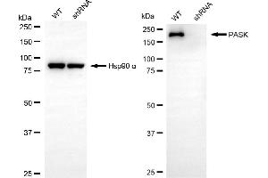 Western blotting analysis using PASK antibody (ABIN7799741). (PASK antibody)