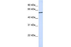 WB Suggested Anti-KPNA4 Antibody Titration: 0. (KPNA4 antibody  (N-Term))