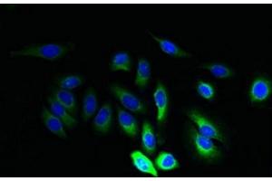 Immunofluorescent analysis of A549 cells using ABIN7165668 at dilution of 1:100 and Alexa Fluor 488-congugated AffiniPure Goat Anti-Rabbit IgG(H+L) (JAGN1 antibody  (AA 1-39))