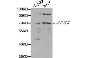 Western Blotting (WB) image for anti-UDP Glucuronosyltransferase 2 Family, Polypeptide B7 (UGT2B7) antibody (ABIN1875408)