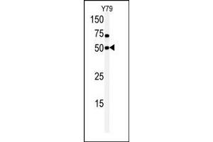Western blot analysis of anti-hCLK1-C84 Pab (ABIN391765 and ABIN2841629) in Y79 cell line lysate. (CLK1 antibody  (N-Term))