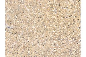 anti-Surfactant Protein A1 (SFTPA1) (Internal Region) antibody